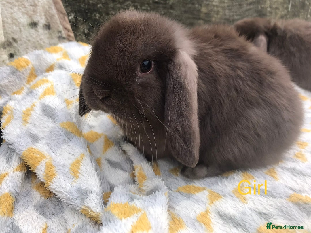 Mini Lop rabbits for sale: Beautiful mini lops  - Advert 4