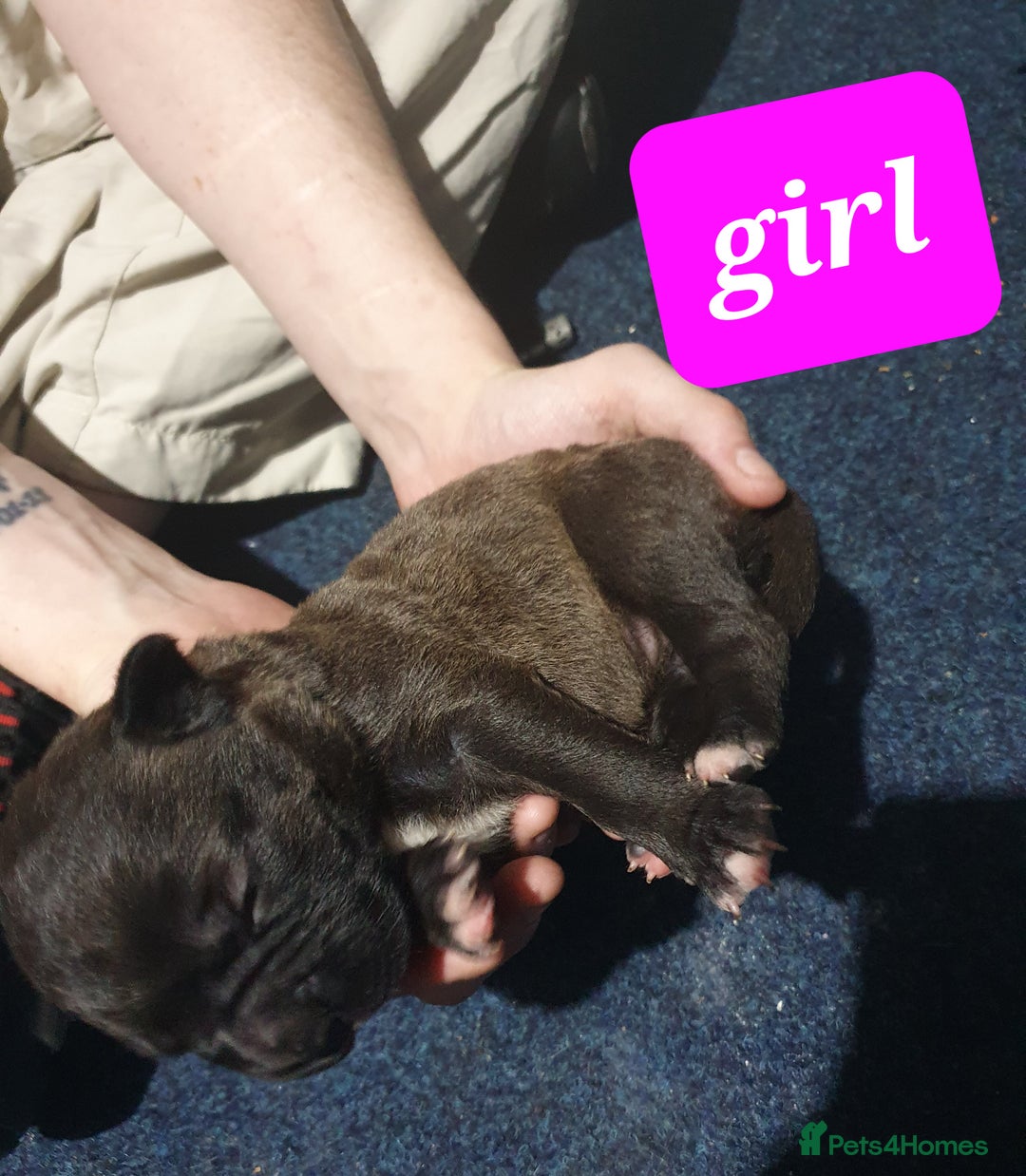 Mixed Breed dogs for sale: Staff x shar pei - Image 5