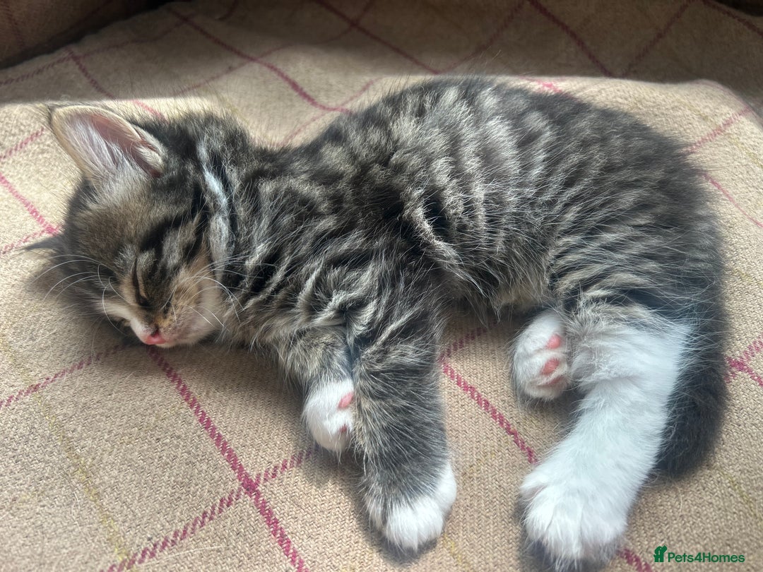 British Longhair cats for sale: Stunning friendly kittens - Image 27