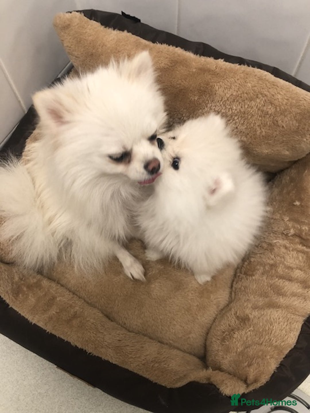 Pomeranian dogs for sale: Teddy Face , Pop Quality, Tiny BOY! - Advert 1