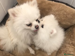 Pomeranian dogs Teddy Face , Pop Quality, Tiny BOY! - Advert 13