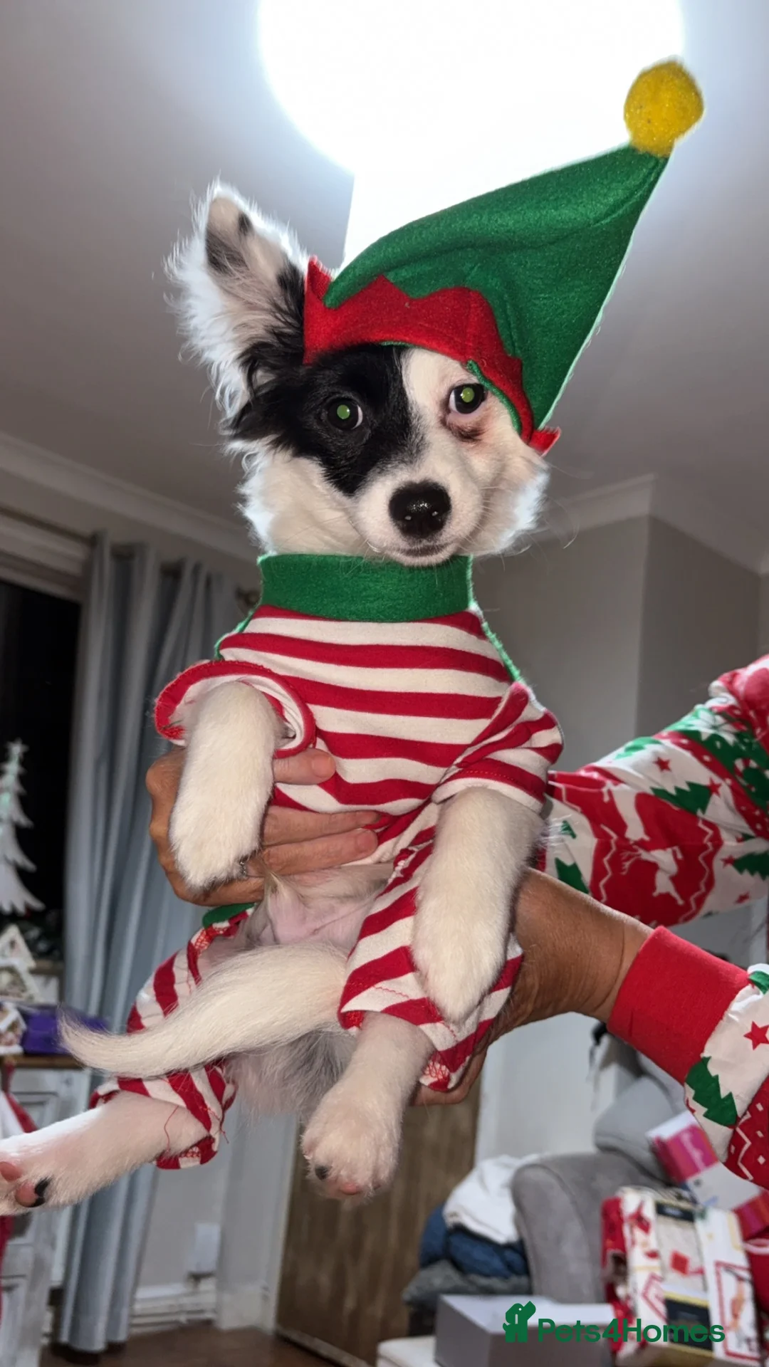 Chihuahua dogs for sale: male chihuahua for sale bolton in Bolton - Advert 1