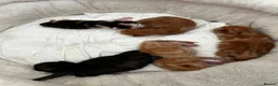 Domestic Shorthair cats for sale: 3 gorgeous Ginger Boys and one Black - Advert 9