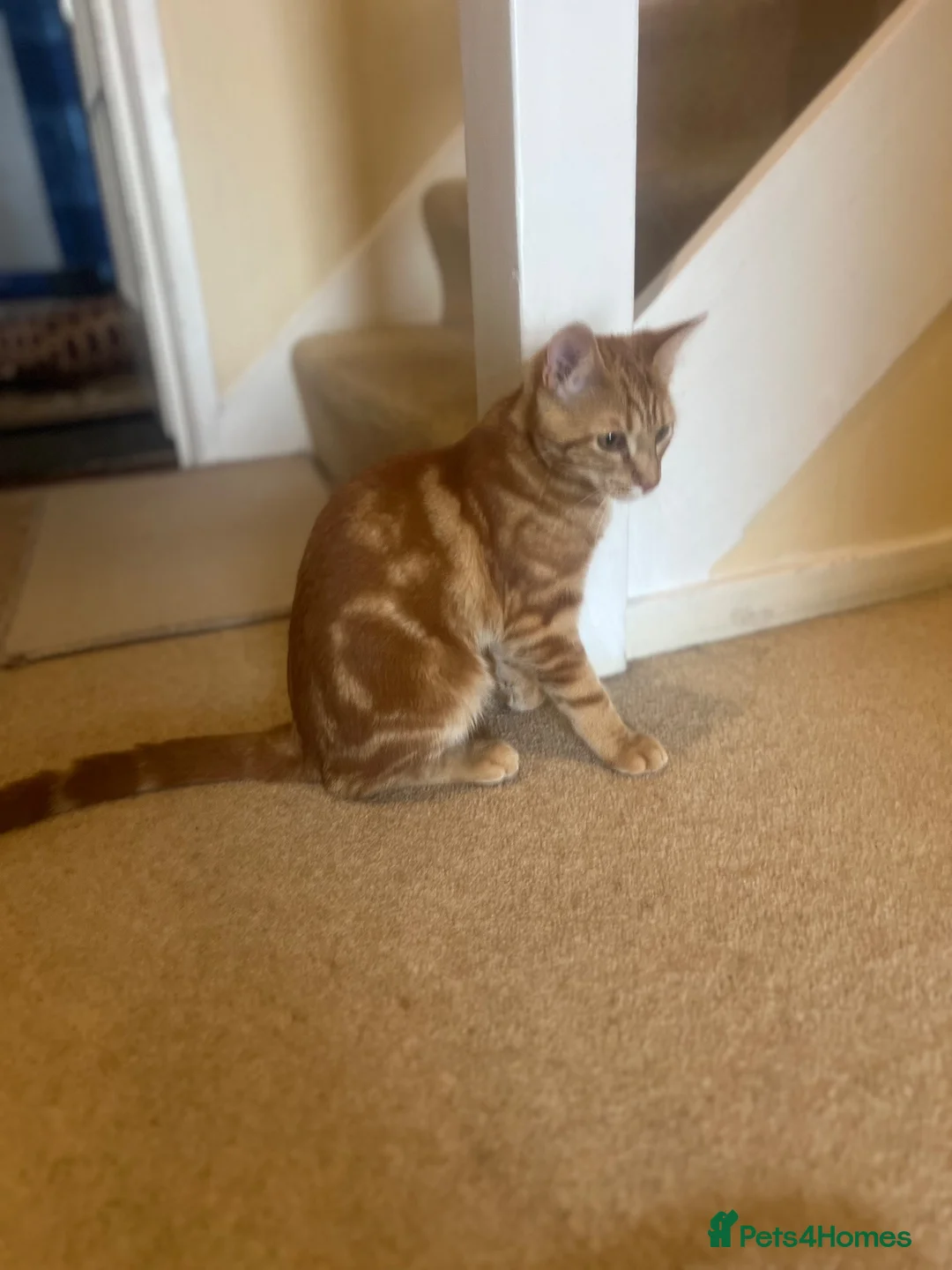 Mixed Breed cats for sale: Ginger Tabby Kitten – 5 Months Old in London - Advert 9