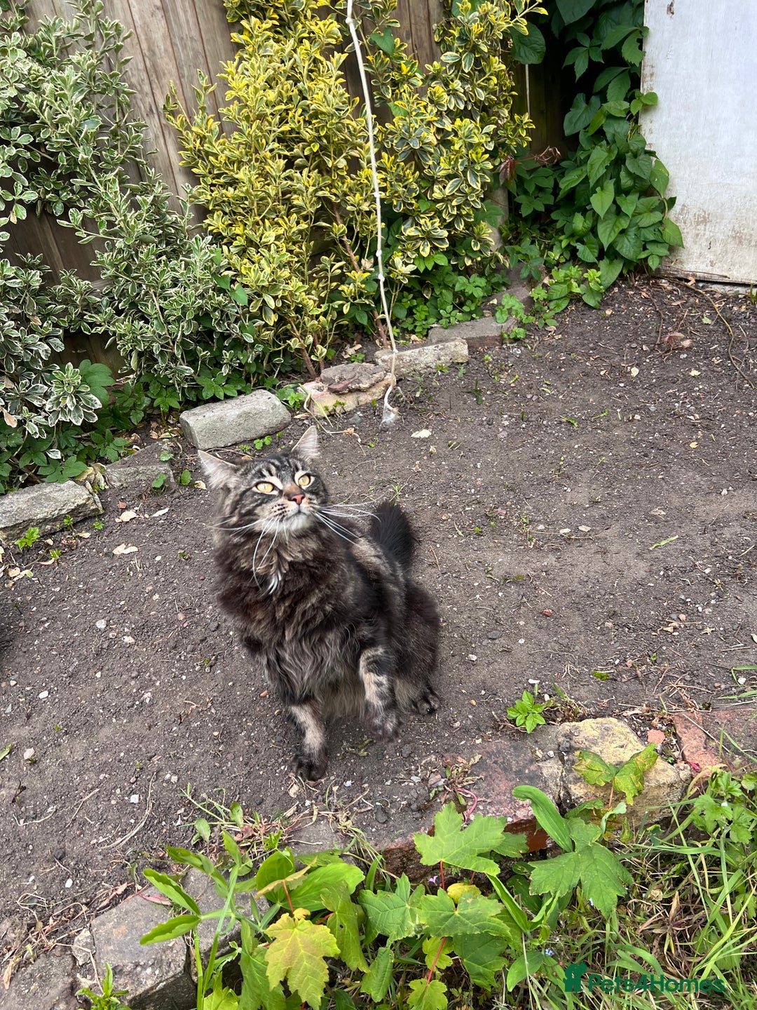 Maine Coon cats for sale: Maine Coon - Advert 7