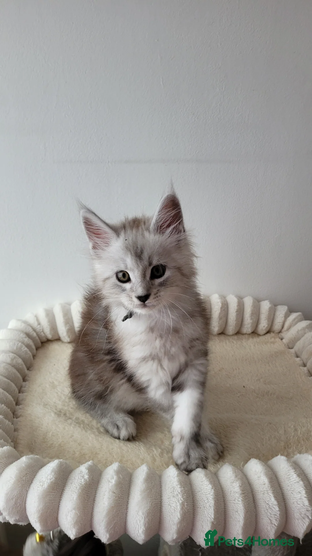Maine Coon cats for sale: Tica registered Maine coon kittens  - Advert 21