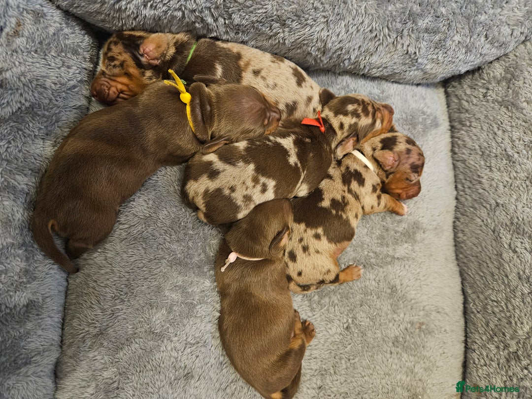 Dachshund dogs for sale: Miniature dauchaund  - Image 10