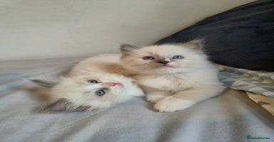 Ragdoll cats - Advert 1