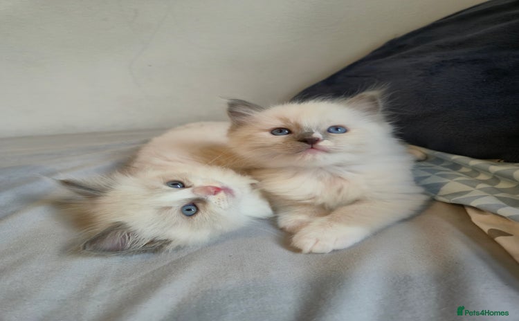 Ragdoll cats - Advert 4