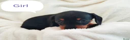 Miniature Dachshund dogs for sale: Mini dachshund  - Advert 21