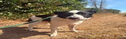 Mixed Breed dogs for adoption: Lola - Norwich Norfolk  in Norwich - Advert 9