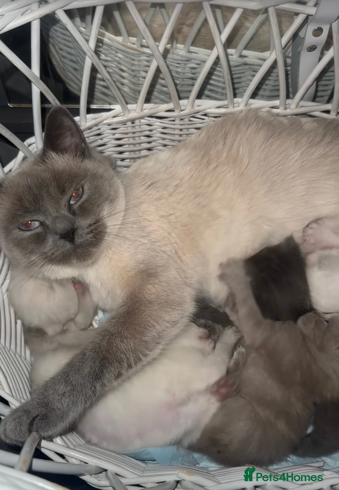 Ragdoll cats for sale: Ragdoll x British shorthair  - Advert 5