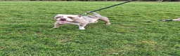 Olde English Bulldogge dogs for sale: Old english bulldogges  in Waltham Abbey - Advert 6