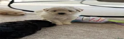 Poochon dogs for sale: Outstanding F1 health tested puppies - Advert 18