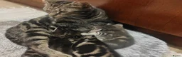 Mixed Breed cats for sale: Marble Bengal cross  - Advert 19