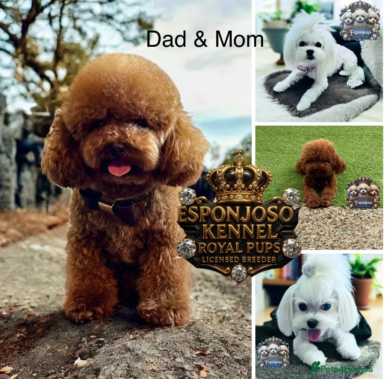 Maltipoo dogs 👑WAITING LIST ☕️ RARE🧸 F1 ASIAN MALTIPOO👑 - Advert 10