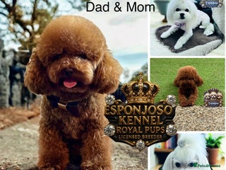 Maltipoo dogs 👑WAITING LIST ULTRA TINY RARE F1 ASIAN MALTIPOO👑 - Advert 1