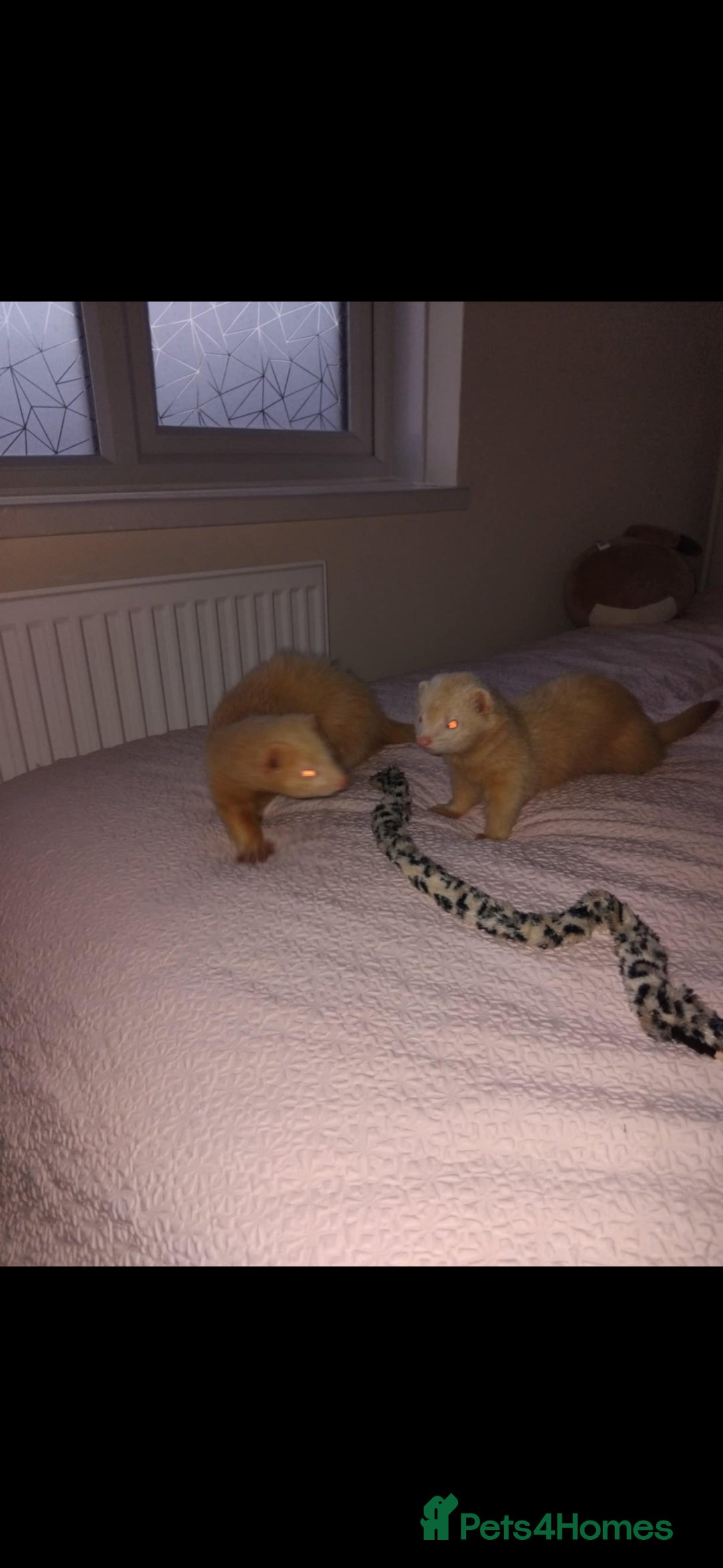 Ferret rodents for sale: 2 Male Albino Ferrets With Everything  - Image 22