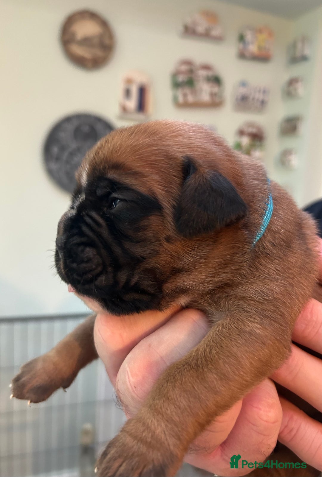 Boxer dogs for sale: Adorable BOXER puppies - Advert 10