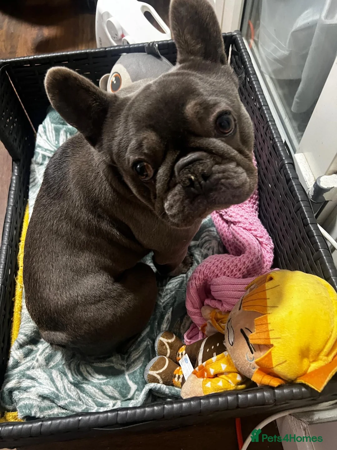 French Bulldog dogs for sale: French BullDog in Coventry - Advert 8