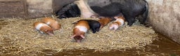 Pig livestock for sale: Saddleback x Tamworth Weaners  - Advert 1