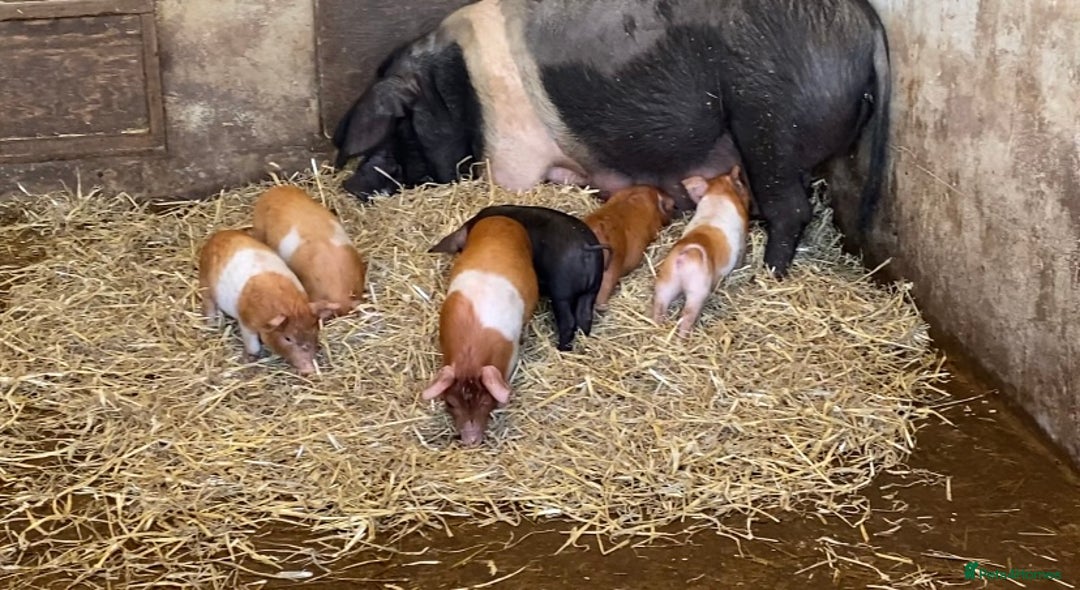 Pig livestock for sale: Saddleback x Tamworth Weaners  - Advert 1