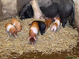 Pig livestock Saddleback x Tamworth Weaners - Advert 12