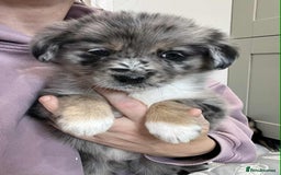 Golden Retriever dogs for sale: Beautiful Golden Retriever x Border Collies Pups - Image 9