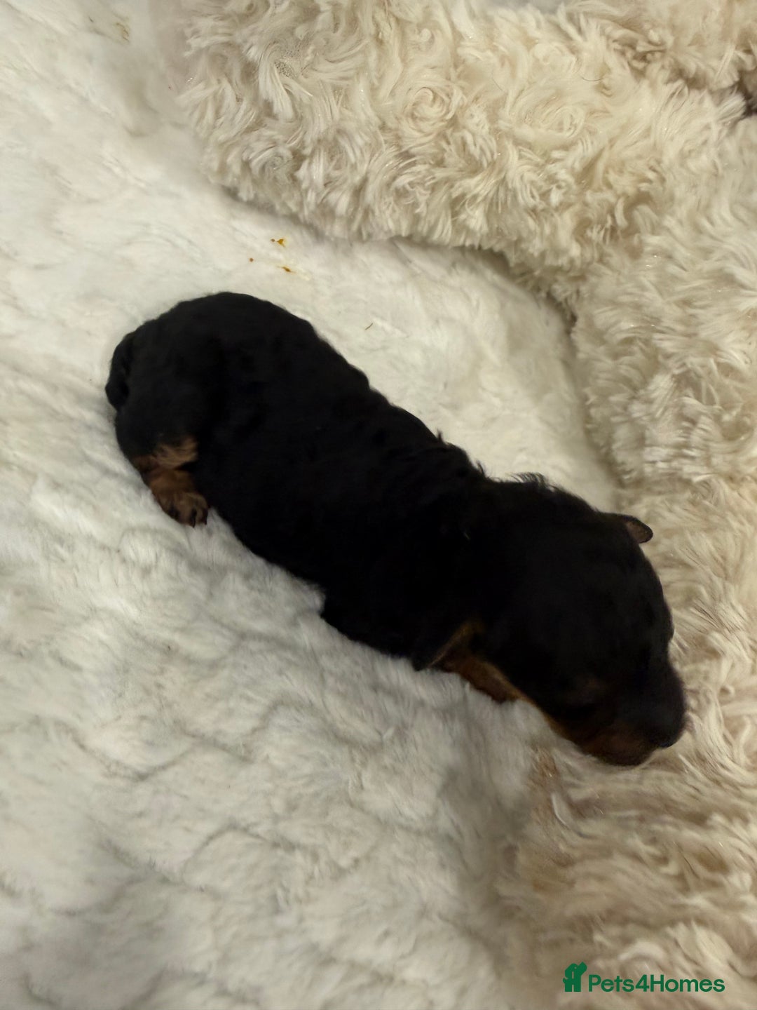 Cavapoo dogs for sale: Beautiful f1b. Black, black & Tan full DNA clear.  - Advert 10