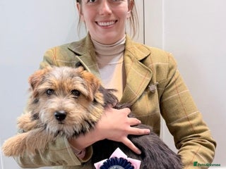 Norfolk Terrier dogs - Advert 5