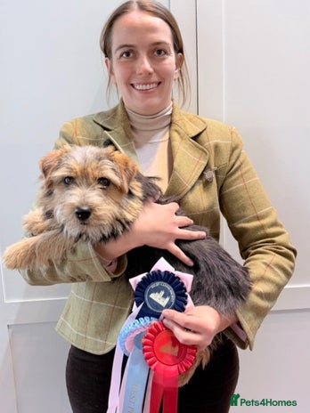 Norfolk Terrier dogs - Advert 1