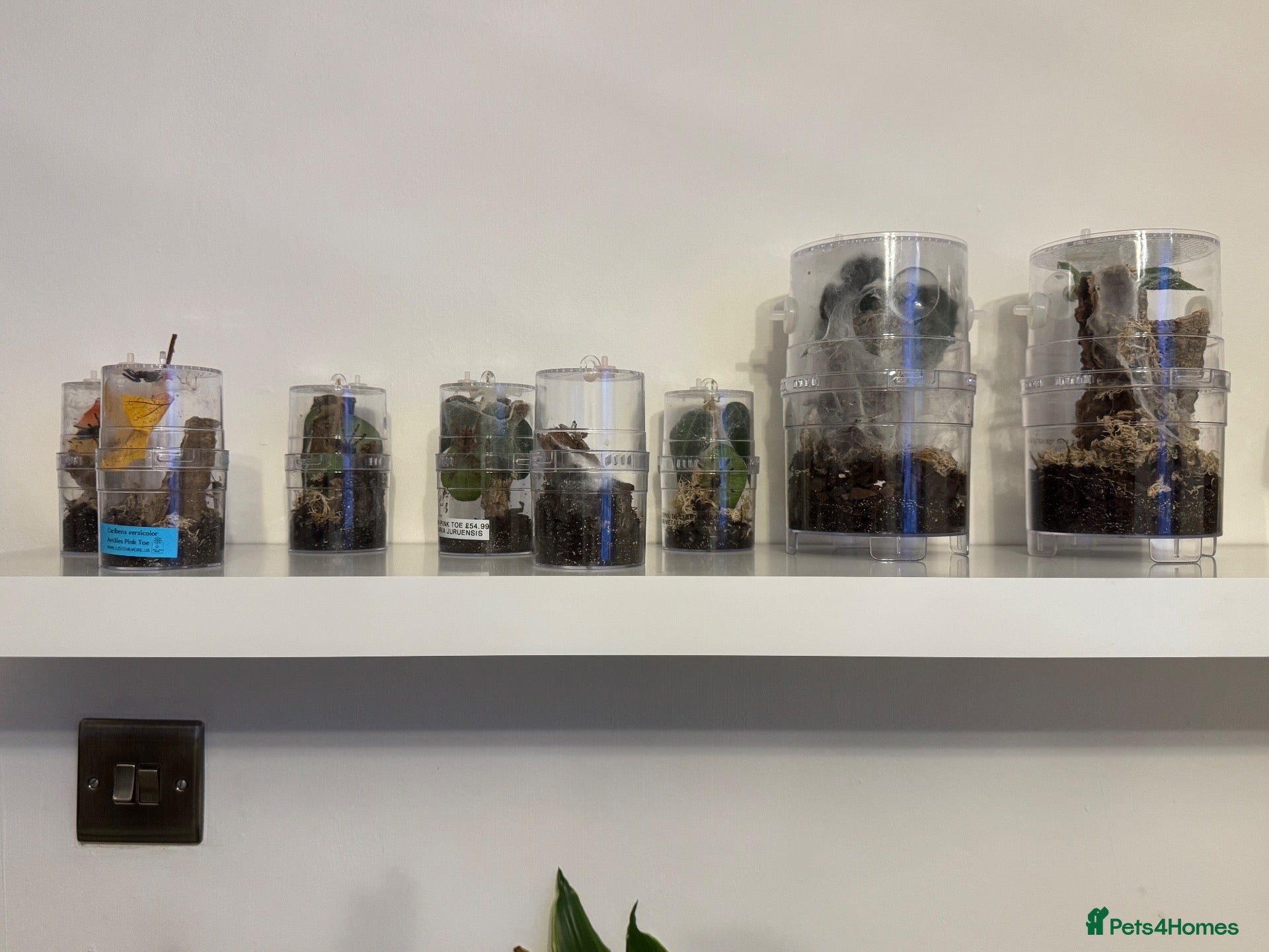 Tarantulas invertebrates Mixed Tarantulas for sale - Advert 2