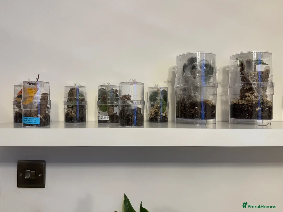 Tarantulas invertebrates for sale: Mixed Tarantulas for sale in Chatham - Advert 1