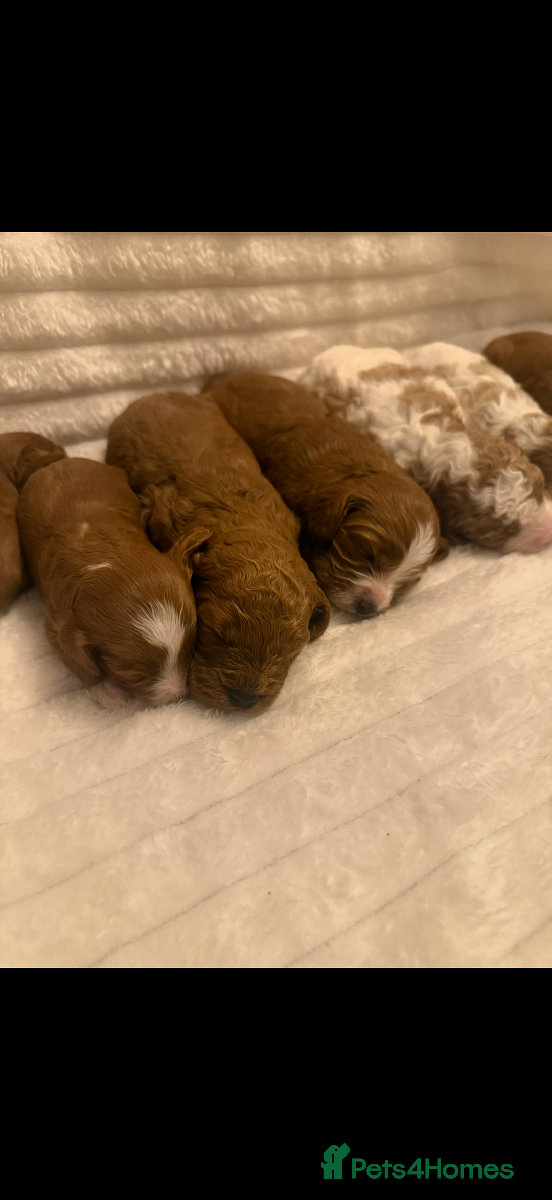 Cavapoo dogs for sale: Beautiful cavapoo puppies  - Advert 2