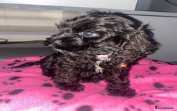Cockapoo dogs for sale: Gorgeous American cockapoos  - Image 12