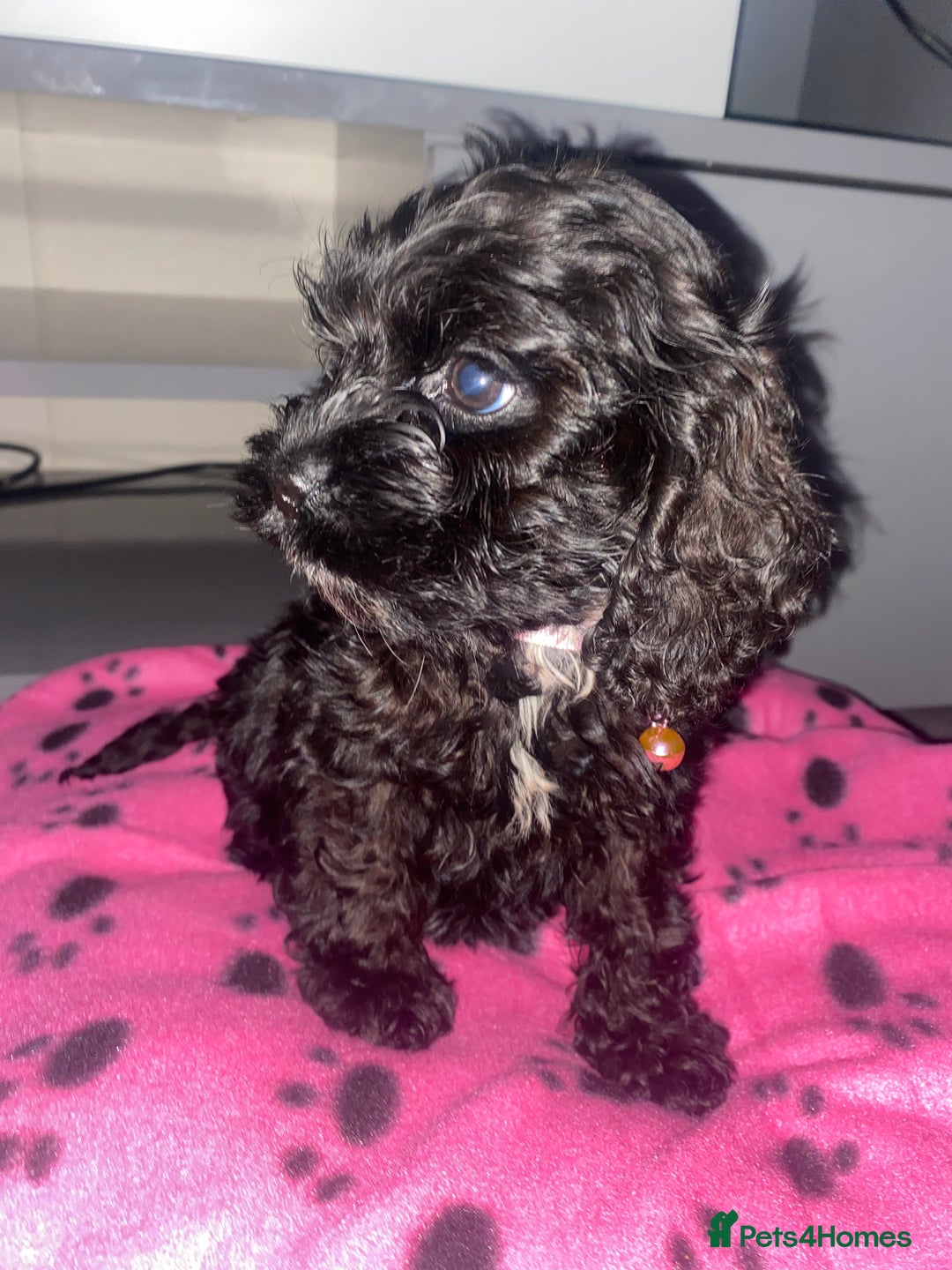 Cockapoo dogs for sale: Gorgeous American cockapoos  - Image 12