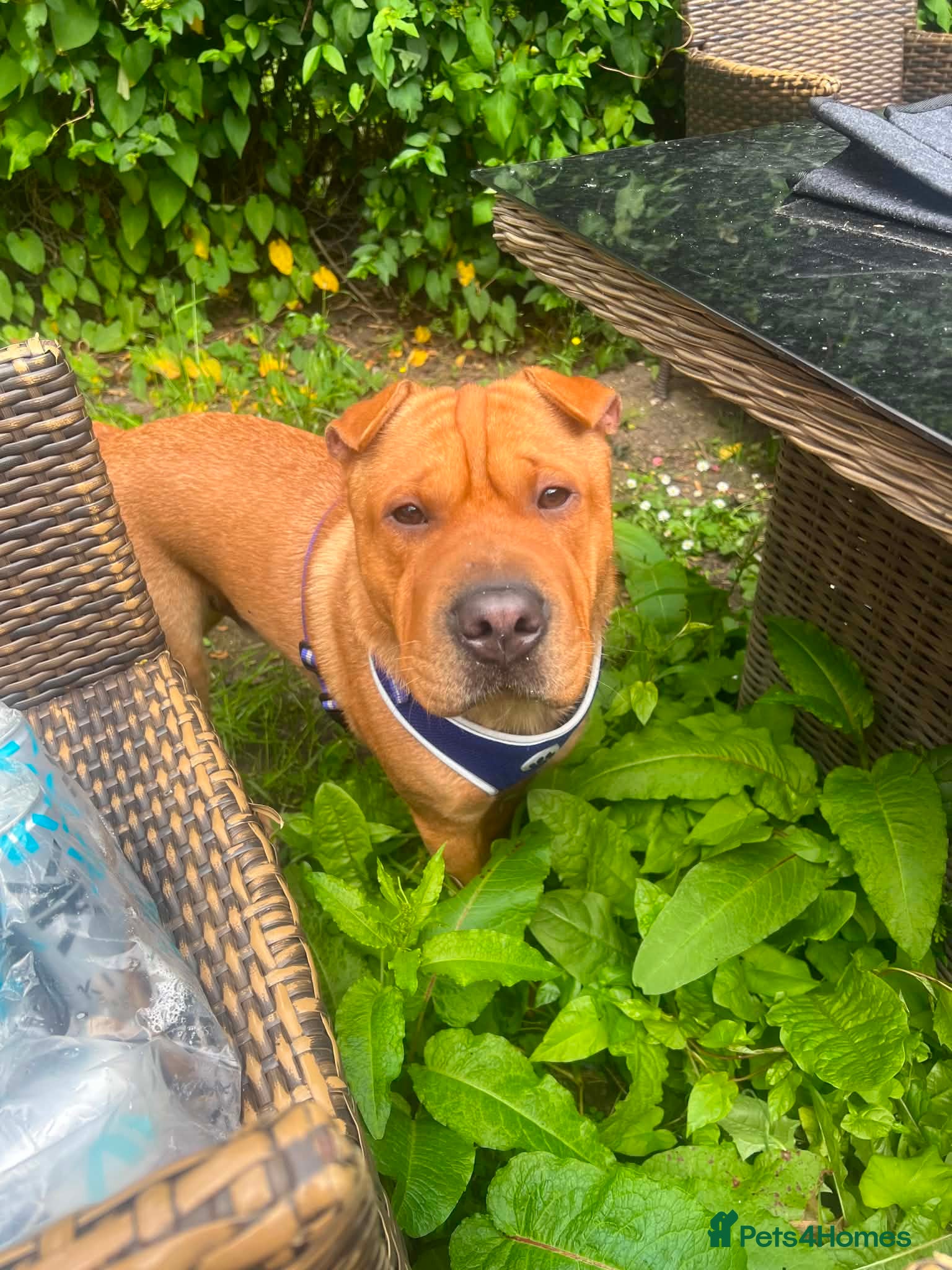 Mixed Breed dogs Bear staffy x Shar pai - Advert 1
