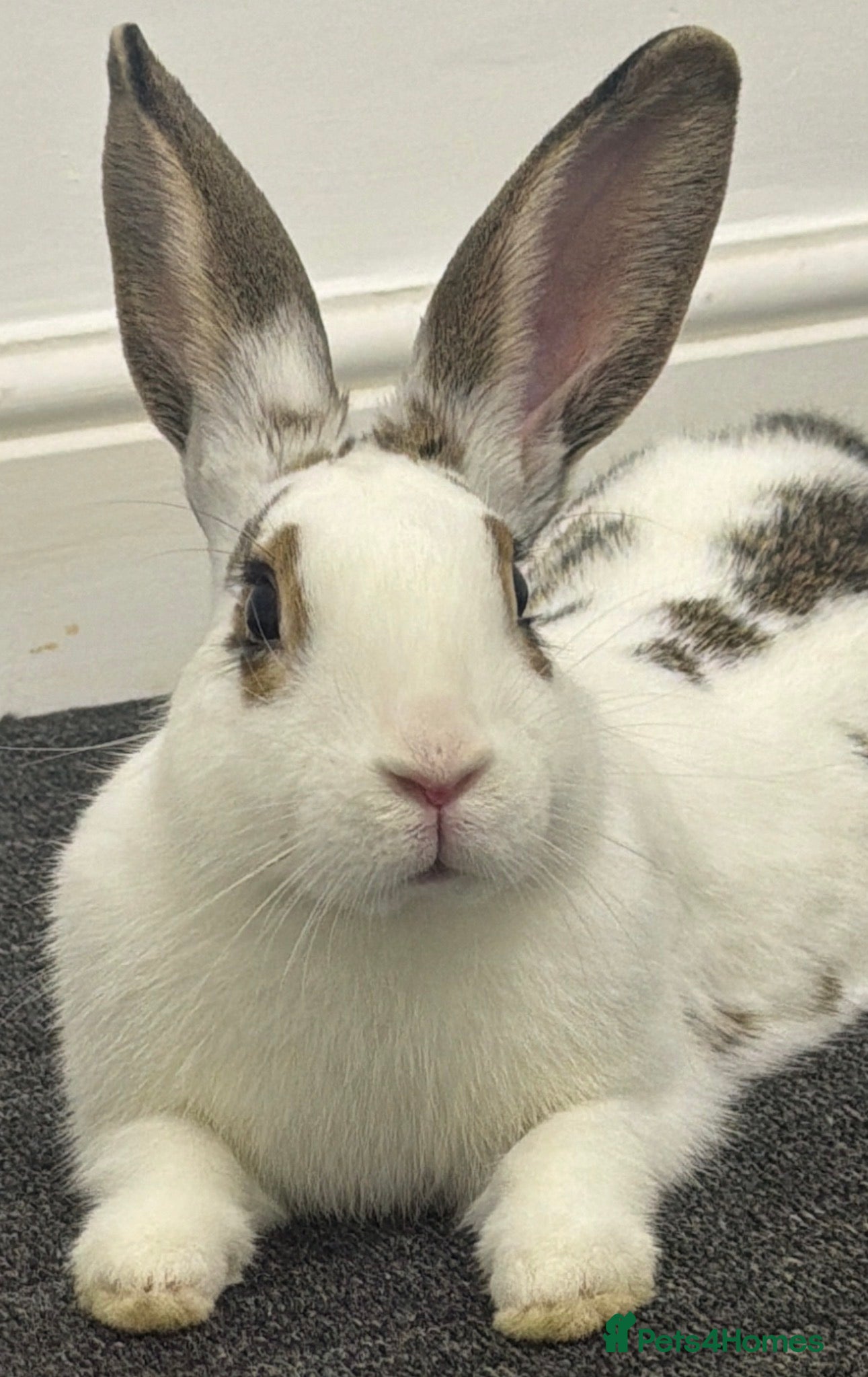 Mixed Breed rabbits Beautiful Rabbit ready to be rehomed  - Advert 4