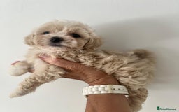Maltipoo dogs for sale: Maltipoo puppies - Image 5