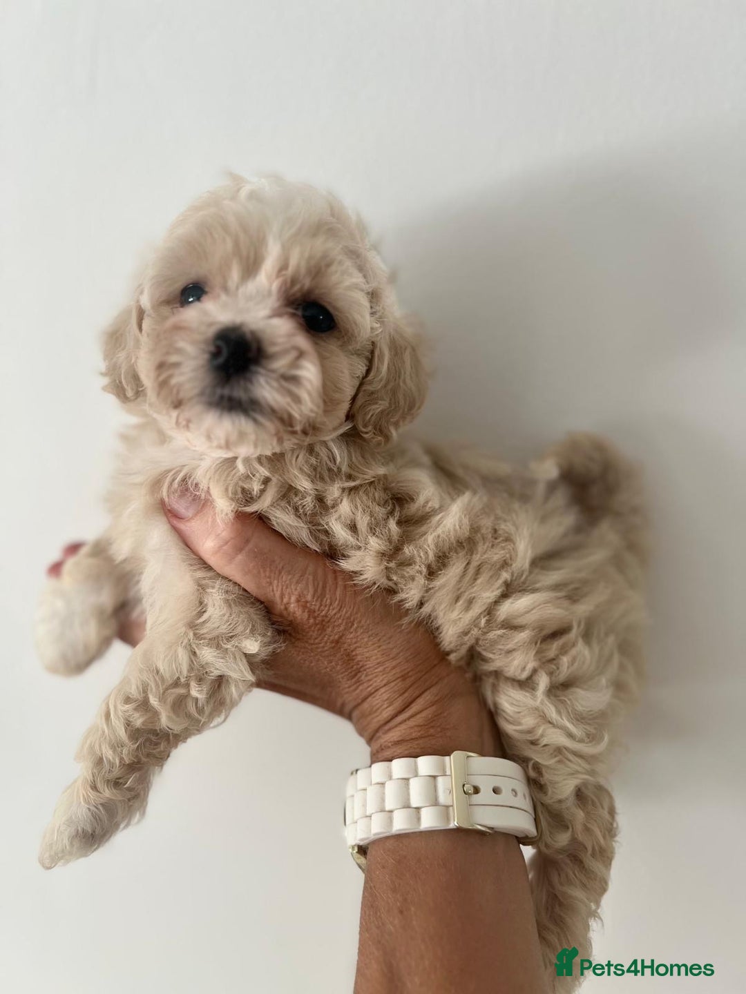Maltipoo dogs for sale: Maltipoo puppies - Image 5