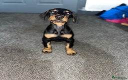 Dobermann dogs for sale: Doberman puppies  - Image 3