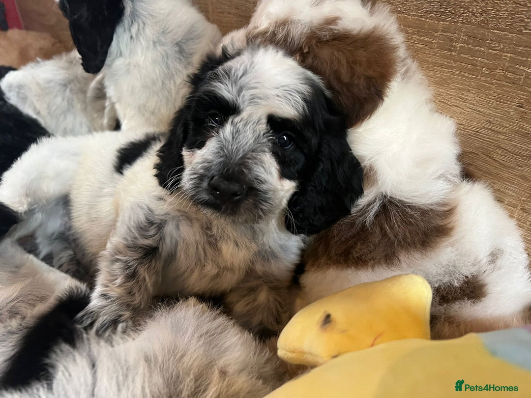 Cockapoo dogs for sale: Colourful Cockapoos 🌈 Raised Right ✨ - Image 5