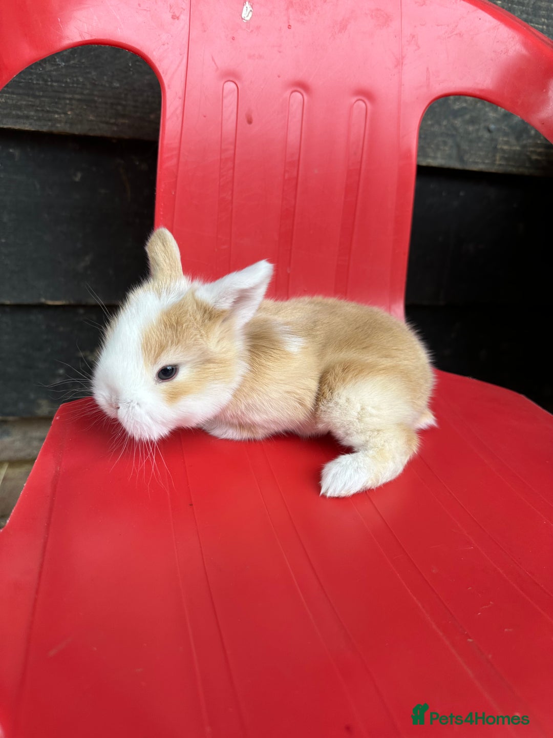 Mini Lop rabbits for sale: Mini lop bunnies  - Image 2