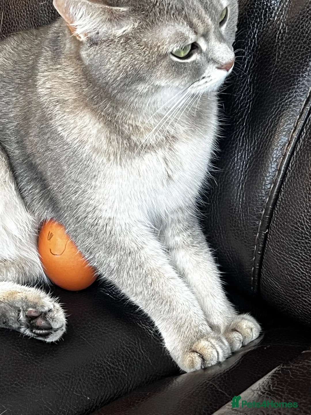 Scottish Fold cats for sale: Scottish fold straight  - Advert 2