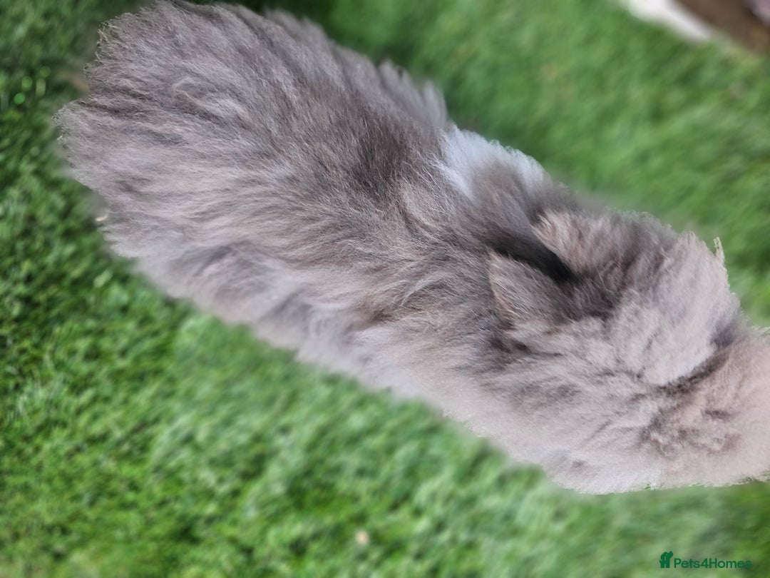 Lionhead rabbits for sale: Lionhead x Angora - Advert 3