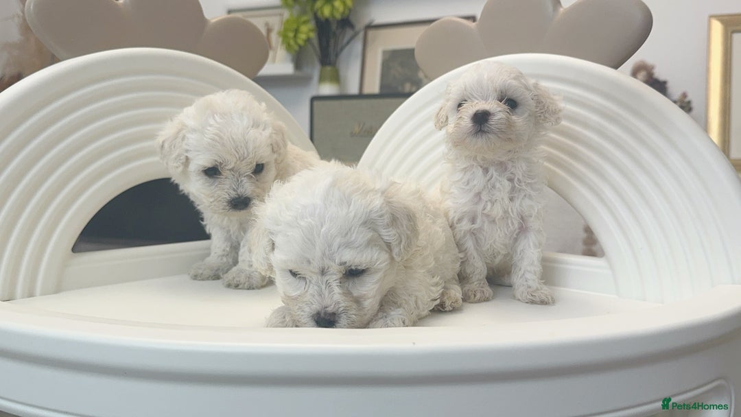 Maltipoo dogs for sale: Adorable Maltipoo Puppies - Image 4