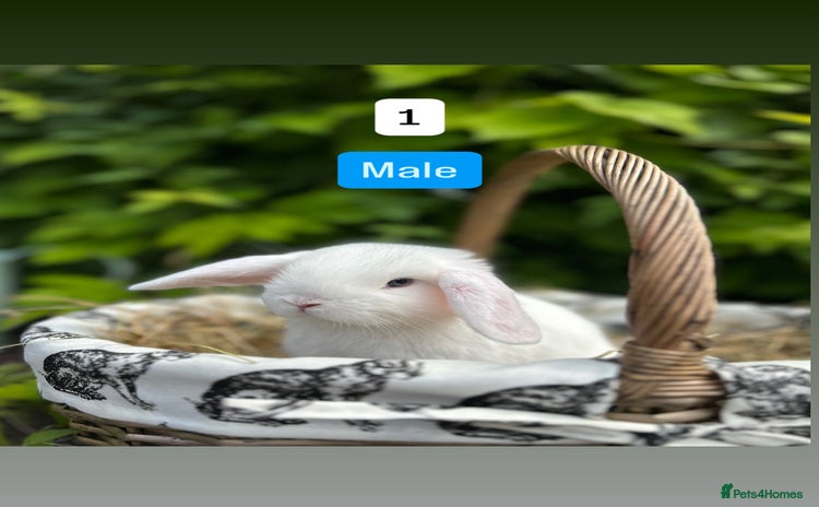 Mini Lop rabbits - Advert 3