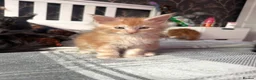 Maine Coon cats for sale: BEAUTIFUL MAINE COON KITTENS LOOKING FOR NEW HOME - Advert 23