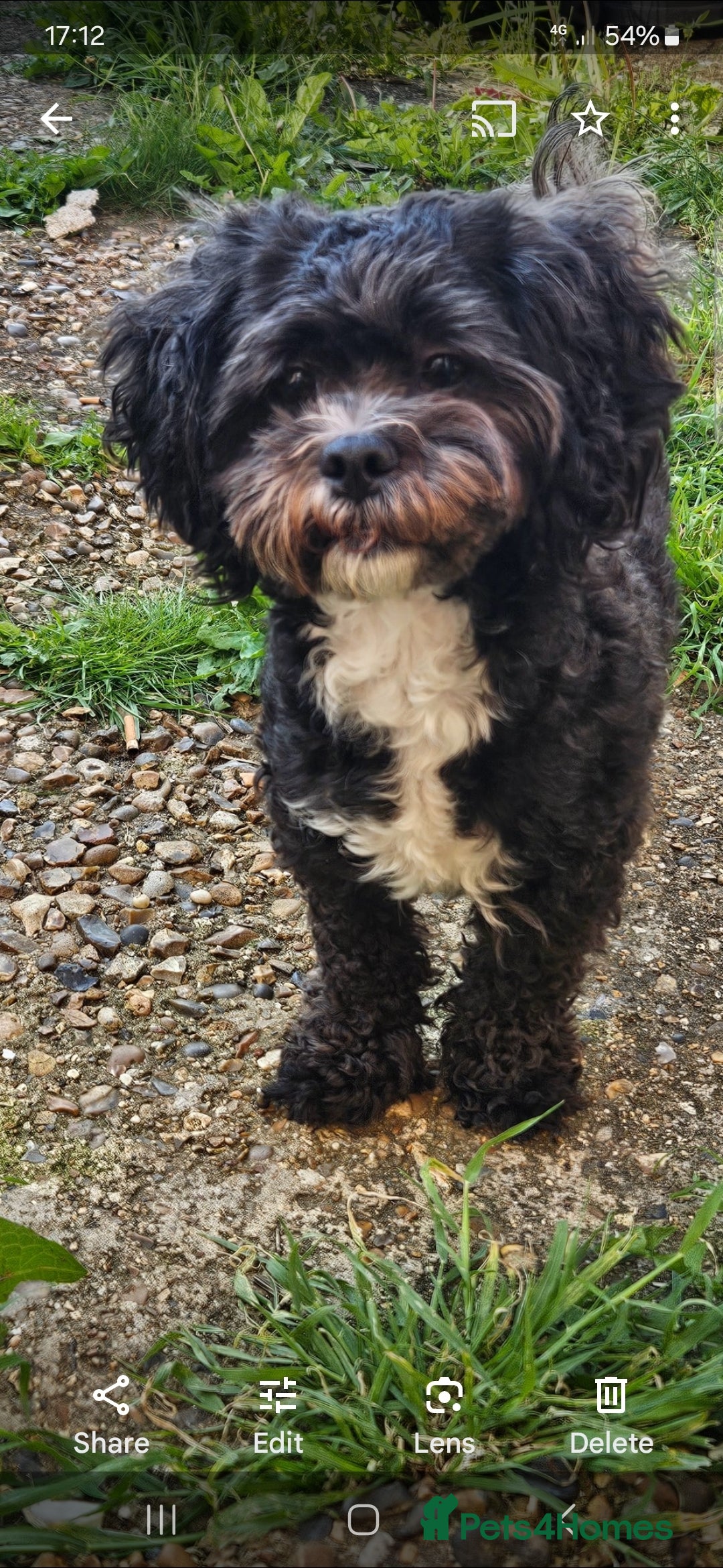 Shihpoo dogs for sale: Stunning shipoo f1b puppies - Advert 2