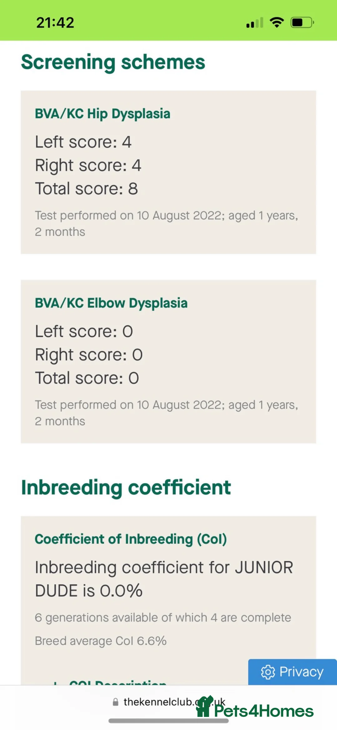 Labrador Retriever dogs for stud: Championship lines, KC silver lab stud 0.0% COI in Cambridge - Advert 14